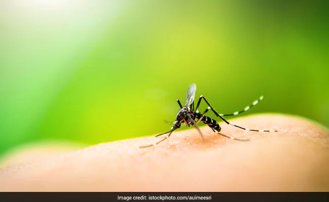 World Mosquito Day: 5 Deadly Diseases Spread By Mosquitoes