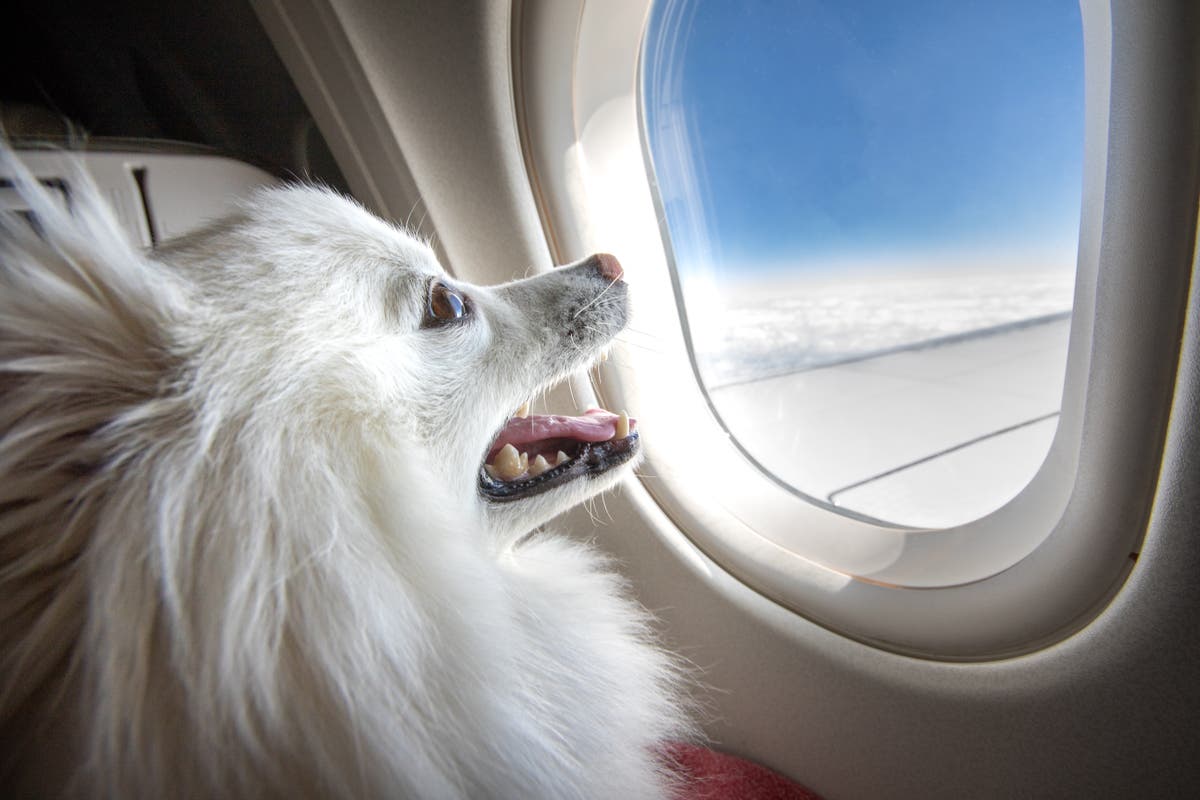 A partir del 11 de enero, American Airlines ya no permitirá animales de apoyo emocional en sus vuelos.