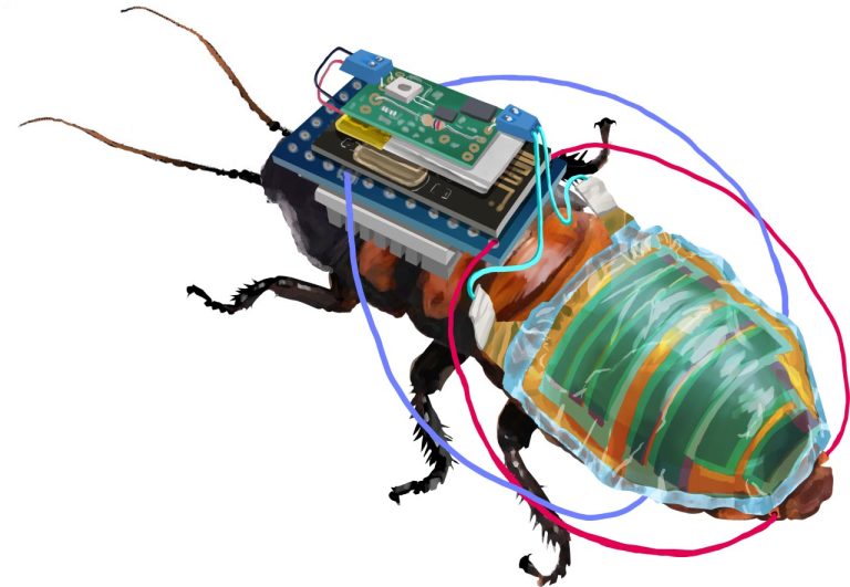Científicos japoneses crean cucarachas cyborg a control remoto