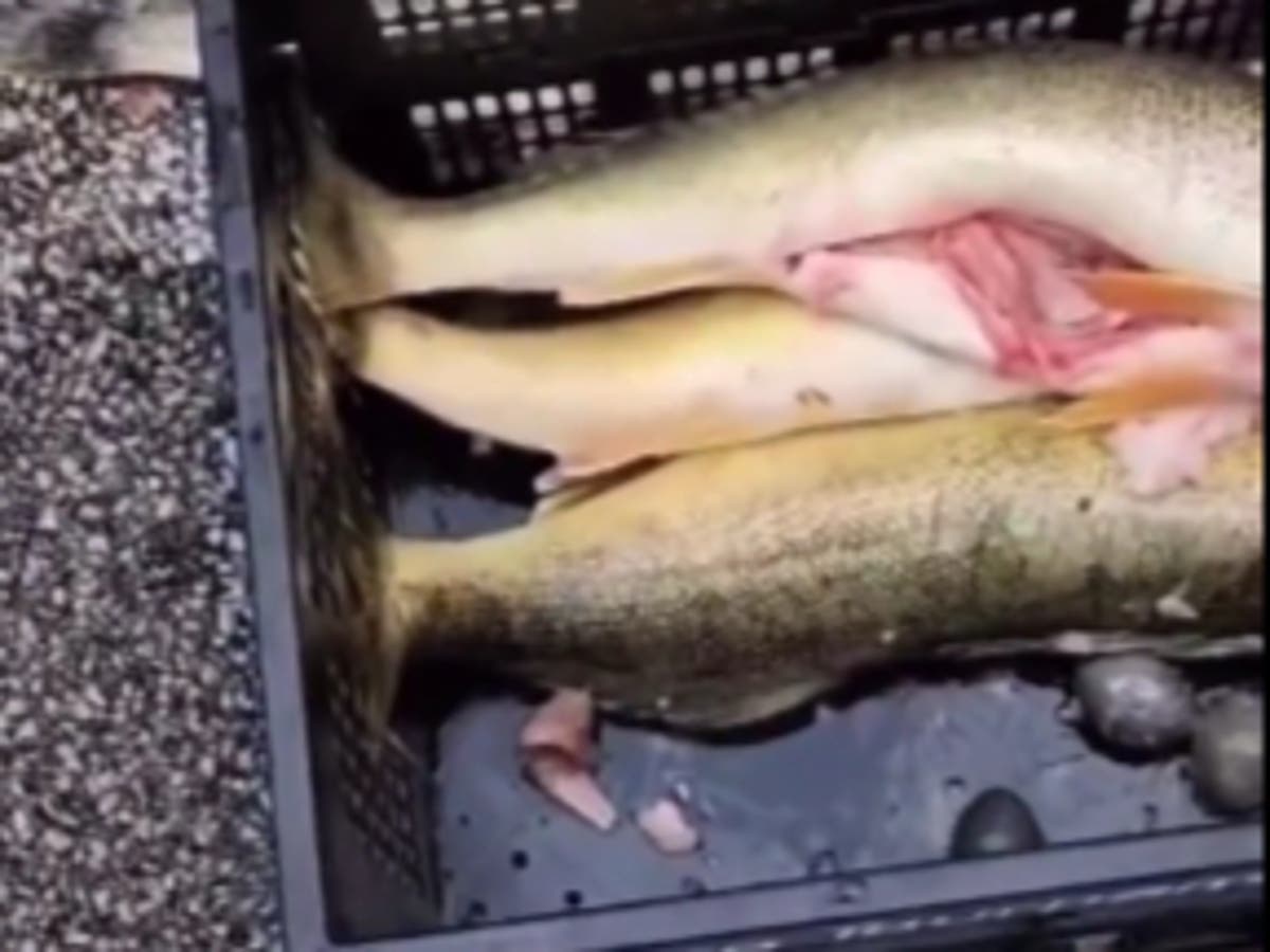 Torneo Lake Erie Walleye Trail: video revela el momento en que un pescador atrapado pesó en la captura ganadora