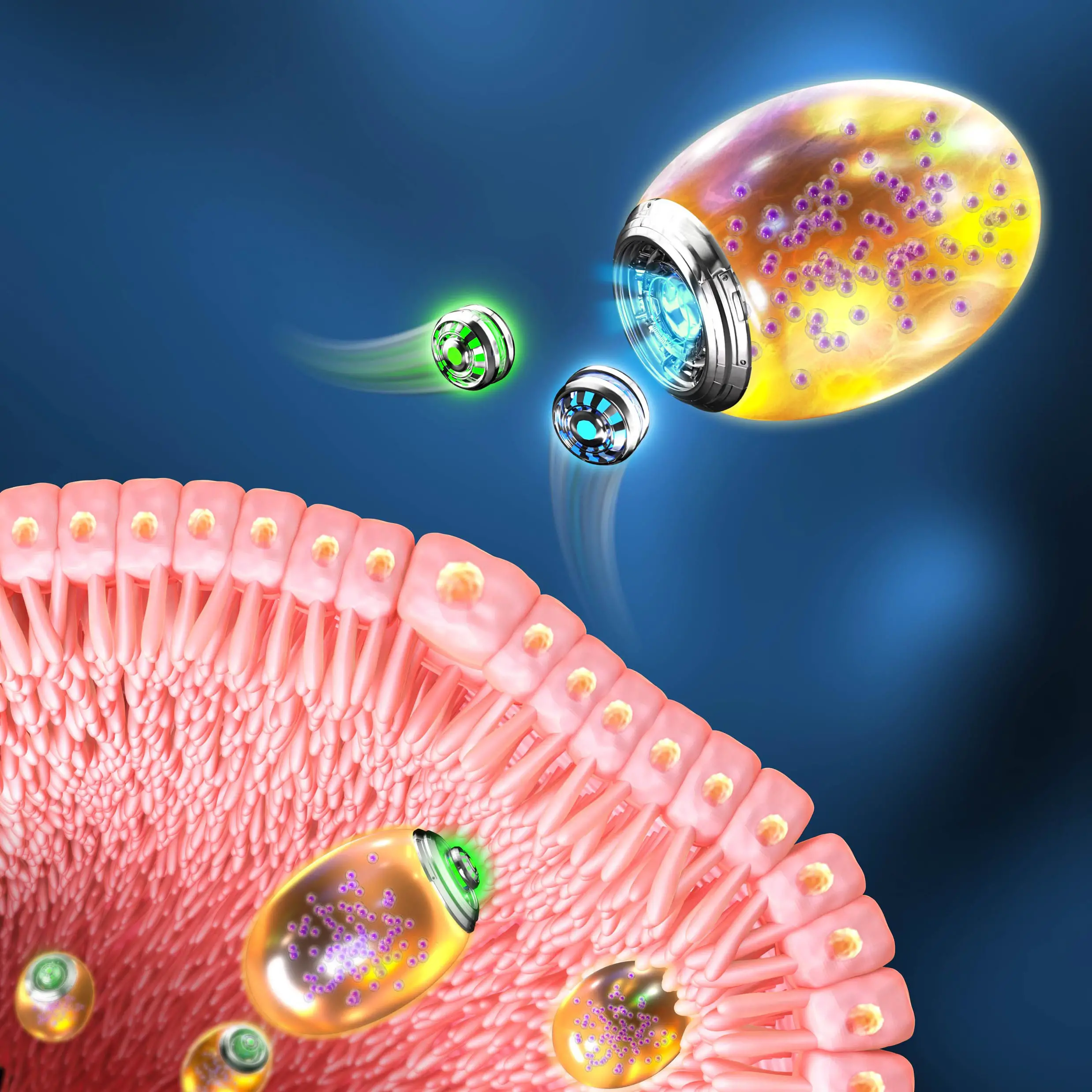 Revolucionarios nanorobots de doble biomotor para el tratamiento de la inflamación gastrointestinal